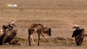 The Great Serengeti