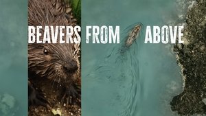 Beavers from Above