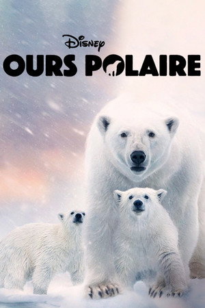 Ours polaire
