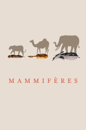 Image Mammifères