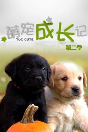 Too Cute: Season 2