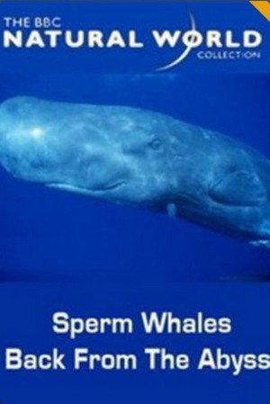 Sperm Whales: Back from the Abyss 2