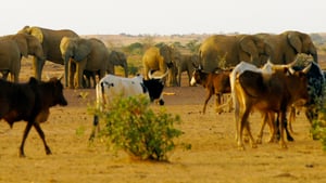 Maravilhas Ocultas da África