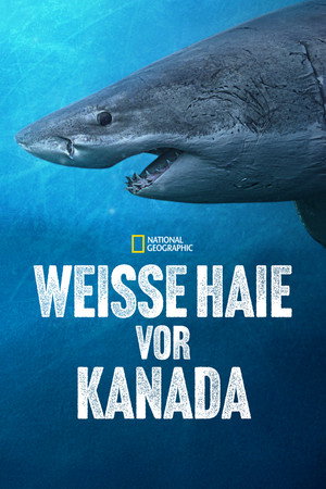 Weiße Haie vor Kanada