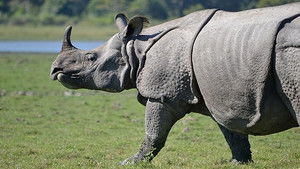 Asia – Secret Lives, Hidden Places Tun Sakaran Marine Park: Malaysia – Paradise Found