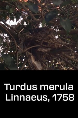 Turdus merula Linnaeus, 1758