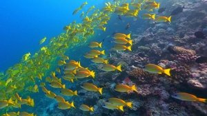 Great Blue Wild Maldives: Paradise Shrinking