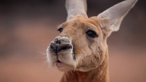 Wild Australia with Ray Mears Desert