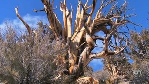 Methuselah Tree | StreamHub