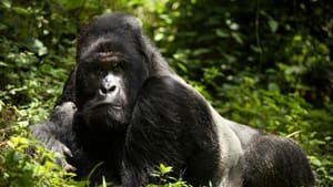 En danger : menaces sur les grands singes film complet