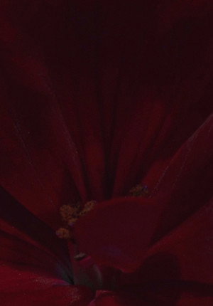 Flowerbed