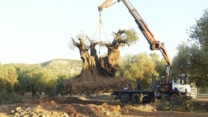 The Olive Tree