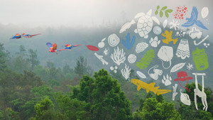 Unknown Belize backdrop