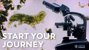 How To Kick Off Your Microscopic Journey still