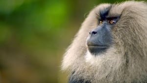 Primates Secrets of Survival