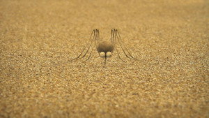 The mosquito of the caribbean