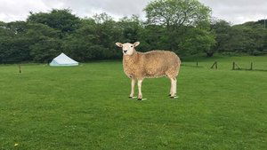 Dai the Sheep S1E1