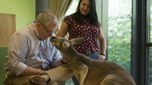 The Zoo Kangaroo Dave