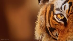 Tigers on the Rise [2024]