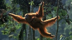 Orangutans: the High Society