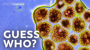 How to Identify Microbes still