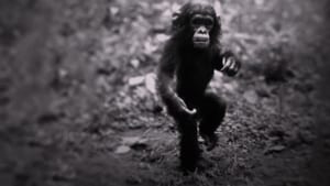 Jane: A Mãe dos Chimpanzés – Filme 2017