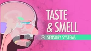 Crash Course Anatomy & Physiology Taste & Smell