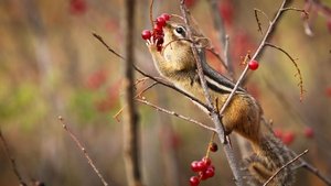 Autumnwatch New England Episode 1