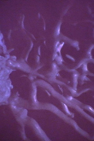 Sílvia das Fadas portrait