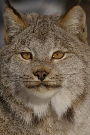 The Mighty Northwest