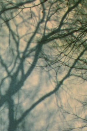 In A Tree’s Shadow II (2011)