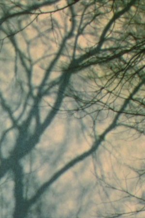 In a Tree’s Shadow II