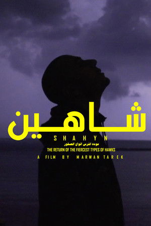 SHAHYN - THE RETURN OF THE FIERCEST TYPES OF HAWKS