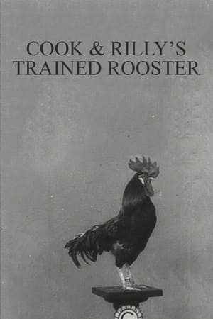 Poster Cook & Rilly's Trained Rooster 1905