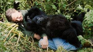 A Gorilla Story: Told by David Attenborough