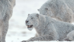 Prehistoric Planet Season 3 Episode 5