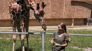 Leafy Lunchtime with Giraffes