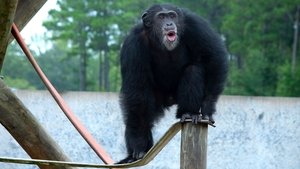 A Vida Secreta dos Chimpanzés: 1×3