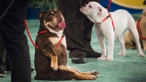 The 2018 American Rescue Dog Show film complet