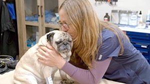 Dr. Oakley, Yukon Vet Hug for a Pug