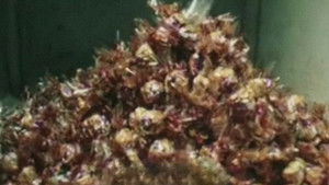 Скоро лето Online En Netflix