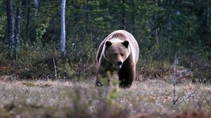 Image Superpowers of bears