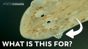 Why Do Planarians Have Those Triangles on their Heads? still