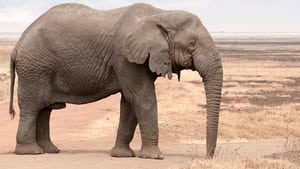 Africa’s Elephant Kingdom