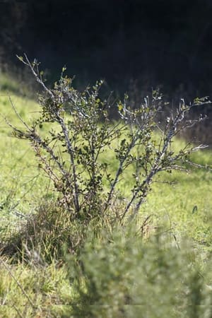 Image Shrub Oak