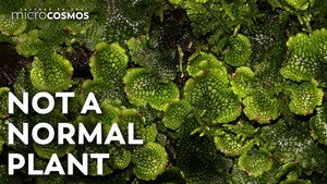 Liverworts Use The Rain To Make Their Clones still
