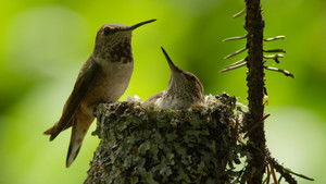 Mountain: Life at the Extreme: 1×1 {year} Online En Netflix