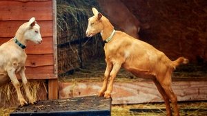 The Farmers' Country Showdown Edenbridge and Oxted - Goats and Cows