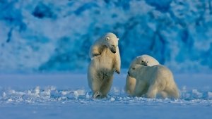 Earth at Night in Color Polar Bear Winter