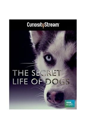Poster The Secret Life of Dogs 2013